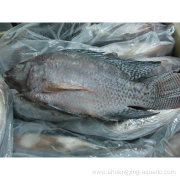 Gutted And Scaled Iqf Ivp Black Tilapia 600-900g